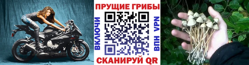 Купить  Чкаловск  Галлюциногенные грибы прущие грибы 